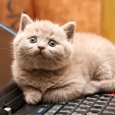 https://www.mb-i.co.uk/wp-content/uploads/2017/05/01-cat-wants-to-tell-you-laptop-400x400.jpg