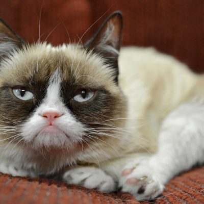 https://www.mb-i.co.uk/wp-content/uploads/2017/05/grumpy-cat-has-earned-her-owner-nearly-100-million-in-just-2-years-400x400.jpg